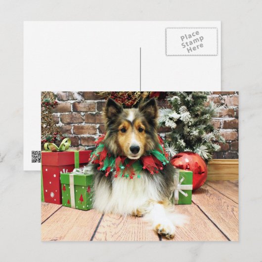 Kerstmis - Sheltie - Hertogin Feestdagenkaart (Voorkant / Achterkant)