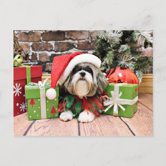 Kerstmis - Shih Tzu - Vince Feestdagenkaart (Voorkant)