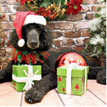 Kerstmis - Standaardrondje - Bronco Staand Fotobeeldje<br><div class="desc">Behandeld door Teagarden,  was ik er om deze standaardpoedel-hond te fotograferen voor het kerstvakantieportret.  Ga naar www.SayWoofPetography.photoreflect.com voor de rest van deze foto's</div>