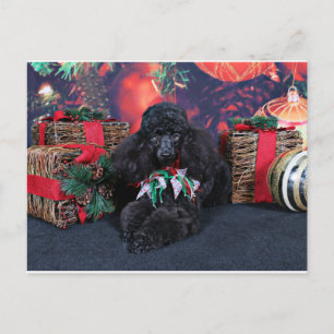 Kerstmis - Toby - Poodle Feestdagenkaart