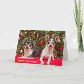 Kerstmis van Chihuahua Feestdagen Kaart (Voorkant)