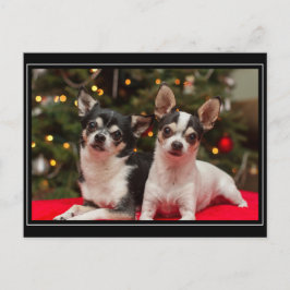 Kerstmis van Chihuahua Feestdagenkaart