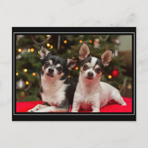 Kerstmis van Chihuahua Feestdagenkaart