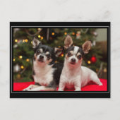 Kerstmis van Chihuahua Feestdagenkaart (Voorkant)