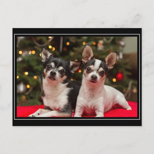 Kerstmis van Chihuahua Feestdagenkaart (Voorkant)