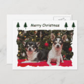 Kerstmis van Chihuahua Feestdagenkaart (Voorkant / Achterkant)
