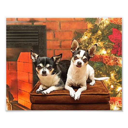 Kerstmis van Chihuahua Foto Afdruk (Voorkant)