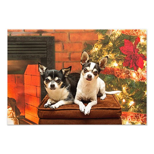 Kerstmis van Chihuahua Foto Afdruk (Voorkant)