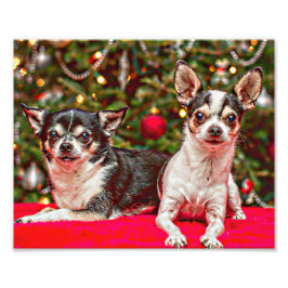 Kerstmis van Chihuahua Foto Afdruk