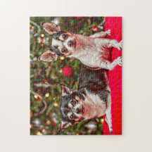 Kerstmis van Chihuahua
