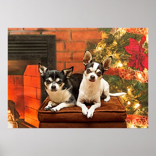 Kerstmis van Chihuahua Poster (Voorkant)