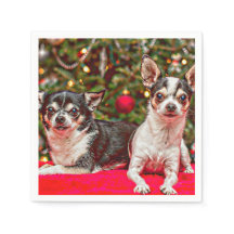 Kerstmis van Chihuahua