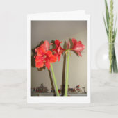 Kerstmis van de amaryllis feestdagen kaart (Voorkant)