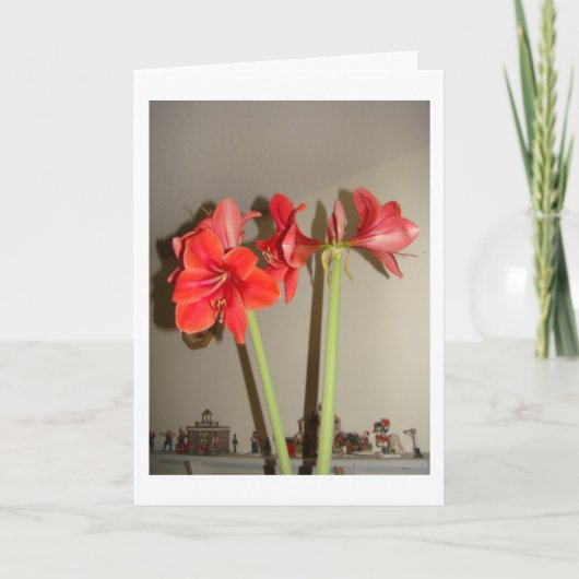 Kerstmis van de amaryllis feestdagen kaart (Voorkant)