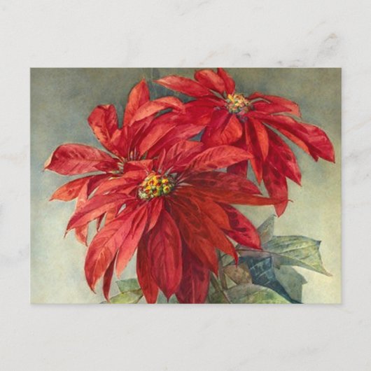 Kerstmis van de  Poinsettia Feestdagenkaart (Voorkant)