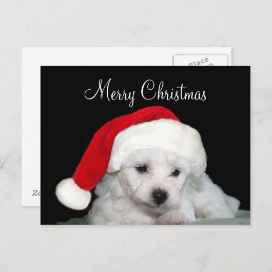 Kerstmis van Frise van Bichon Feestdagenkaart (Voorkant / Achterkant)