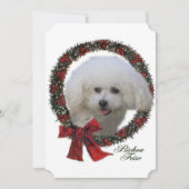 Kerstmis van Frise van Bichon Feestdagenkaart (Voorkant)