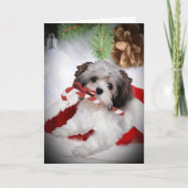 Kerstmis van Havanese Feestdagen Kaart (Voorkant)