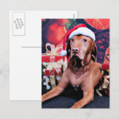 Kerstmis - Vizsla - Budda Feestdagenkaart (Voorkant / Achterkant)