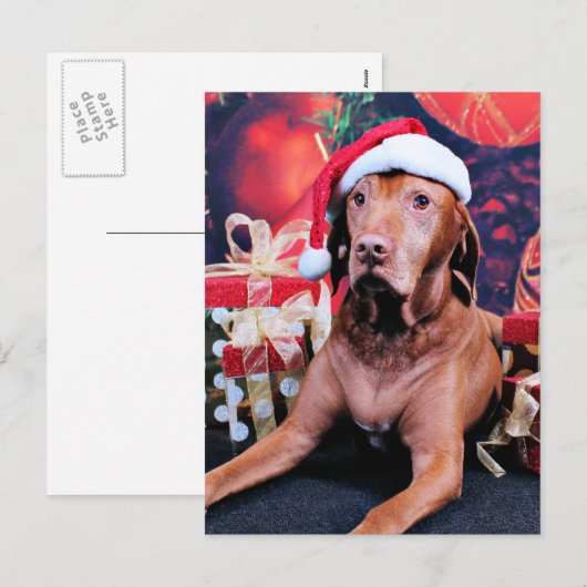 Kerstmis - Vizsla - Budda Feestdagenkaart (Voorkant / Achterkant)