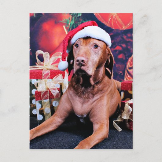 Kerstmis - Vizsla - Budda Feestdagenkaart (Voorkant)