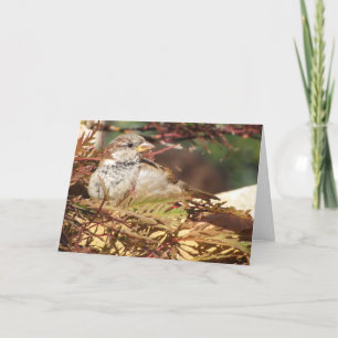 Kerstmis - Vrede en Liefde - Vogel-Kaart Feestdagen Kaart