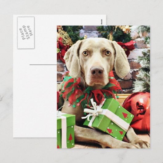 Kerstmis - Weimaraner - Lucy Feestdagenkaart (Voorkant / Achterkant)