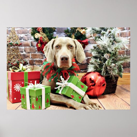 Kerstmis - Weimaraner - Lucy Poster (Voorkant)
