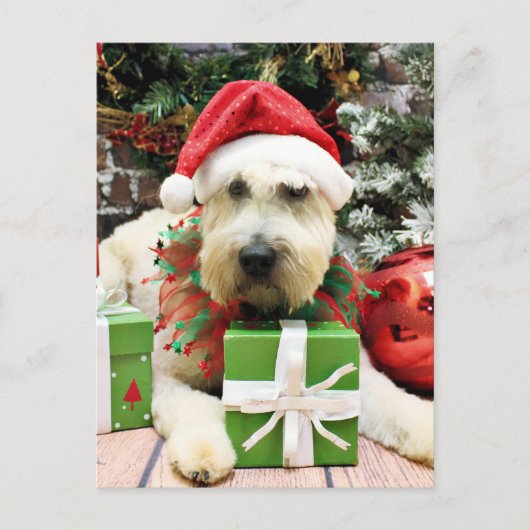 Kerstmis - Wheaten Terrier - Vestingmuur Feestdagenkaart (Voorkant)