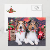 Kerstmis - Zena & Verpakker - Shelties Feestdagenkaart (Voorkant / Achterkant)