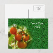 Kerstomaten op de wijnstok-Natuur Briefkaart (Voorkant / Achterkant)