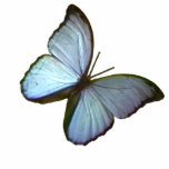 kerstornament Freiburg Duitsland Blauwe Butterfly Fotobeeldje Ornament<br><div class="desc">kerstversieringen, kerstsieraden Freiburg Germany Blue Butterfly 45 graden The MUSEUM Zazzle Gifts, kerstfoto's De MUSEUM Zazzle Gifts, de MUSEUM Zazzle Gifts, Gifts the MUSEUM Zazzle JGibney Design Sjablonen, bruiloften, uitvindingen, Verlovingen giften, est, best, best, groot, fijn, goggle, facebook, kolossaal, gigantisch, groot, huis, museum, schoorsteen, gibney, gibhotoart, kunst, schilderkunst, giclee, canvas,...</div>