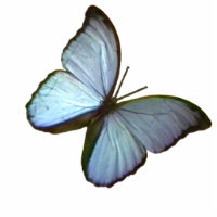 kerstornament Freiburg Duitsland Blauwe Butterfly