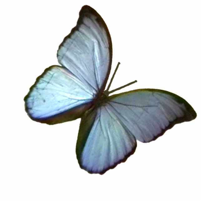 kerstornament Freiburg Duitsland Blauwe Butterfly Fotobeeldje Ornament (Voorkant)