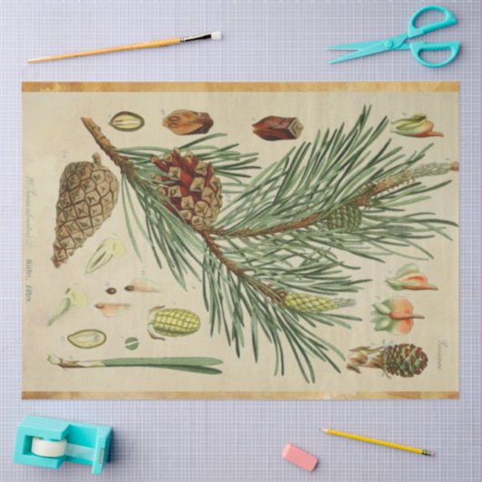 Kerstpine-ontkoppelingstok Tissuepapier (Craft)