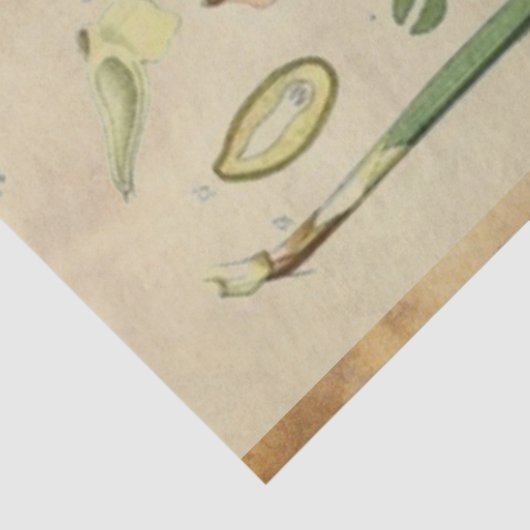 Kerstpine-ontkoppelingstok Tissuepapier (Detail)