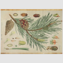 Kerstpine-ontkoppelingstok Tissuepapier