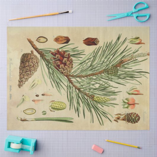 Kerstpine-ontkoppelingstok Tissuepapier (Craft)