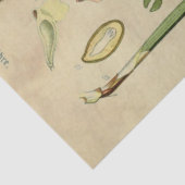 Kerstpine-ontkoppelingstok Tissuepapier (Detail)