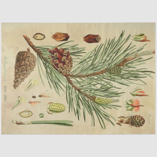 Kerstpine-ontkoppelingstok Tissuepapier (Voorkant)