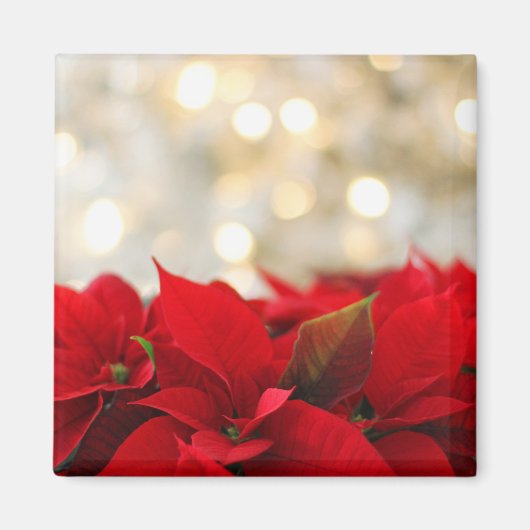 Kerstpoinsettia Magneet (Voorkant)