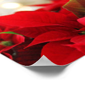 Kerstpoinsettia Poster (Hoek)