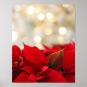 Kerstpoinsettia Poster (Voorkant)