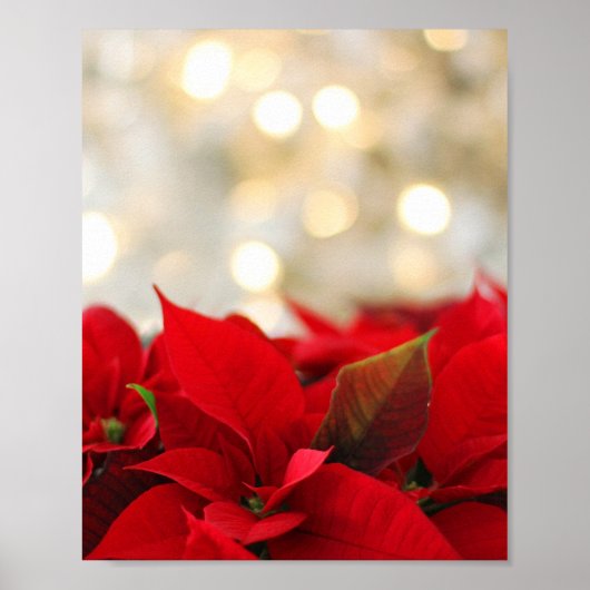 Kerstpoinsettia Poster (Voorkant)