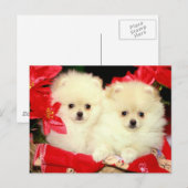 Kerstpomeraniërs Feestdagenkaart (Voorkant / Achterkant)