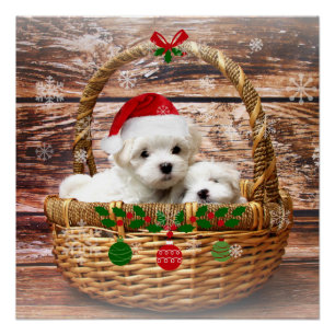 kerstPuppies, schattig; Perfect Poster