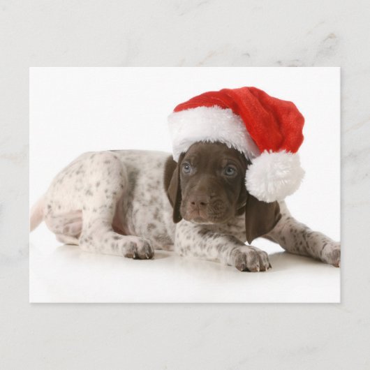 Kerstpuppy - Duitse Kortharige Pointer Feestdagenkaart (Voorkant)