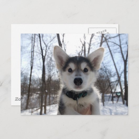 kerstpuppy feestdagenkaart (Voorkant / Achterkant)