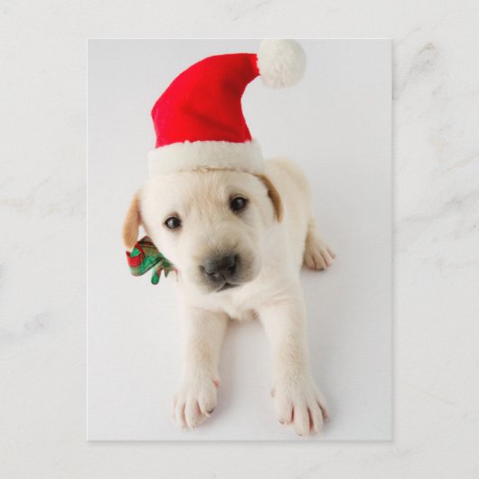 Kerstpuppy - Portret van de Schattigee Labrador Feestdagenkaart (Voorkant)