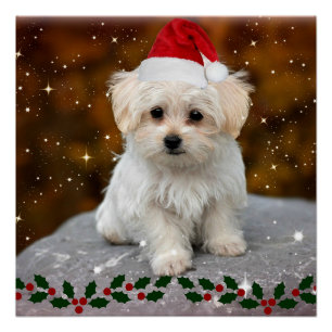 Kerstpuppy, schattig, perfect poster